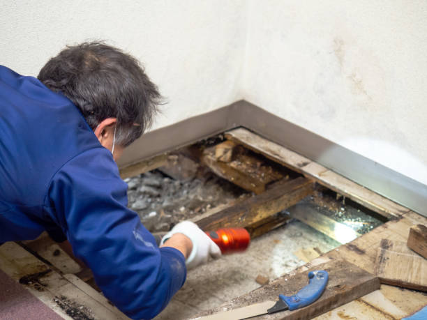 Best Mold Remediation Services  in Ganado, TX