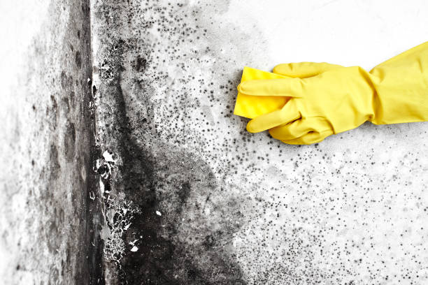 Best Local Mold Removal Service  in Ganado, TX