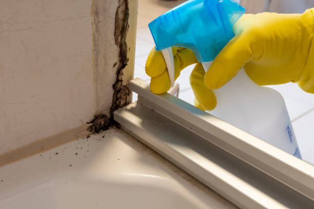 Best Best Mold Removal Companies  in Ganado, TX