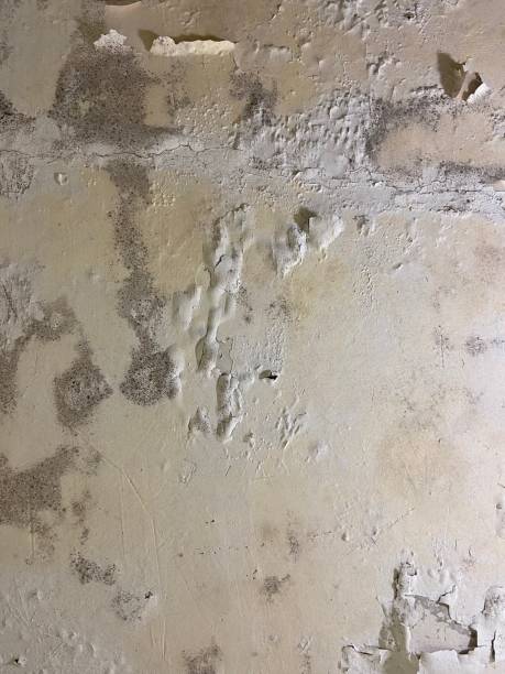 Best Mold Remediation  in Ganado, TX