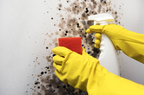 Best Same-Day Mold Removal  in Ganado, TX