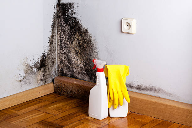 Best Mold Removal Near Me  in Ganado, TX