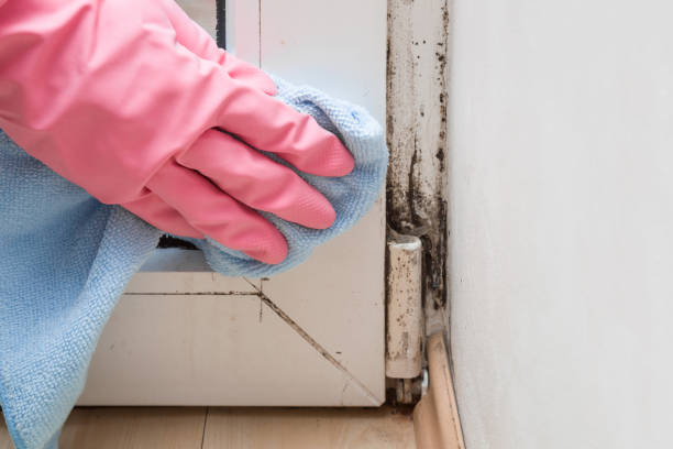 Best Certified Mold Removal  in Ganado, TX